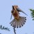 Falco vespertinus
